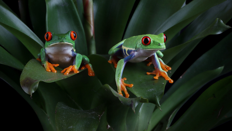 Mineria-ilegal-COP16-amenazas-biodiversidad-ueb