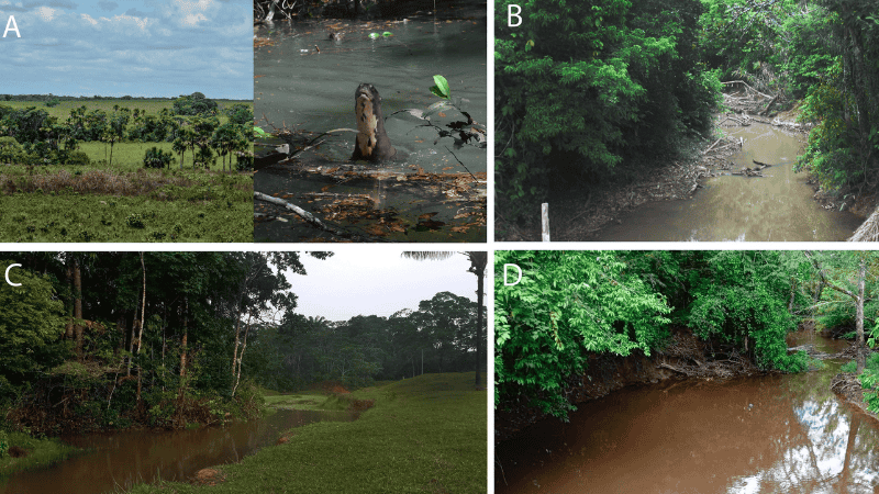 xploracion-biologica-rio-caqueta-universidad-el-bosque