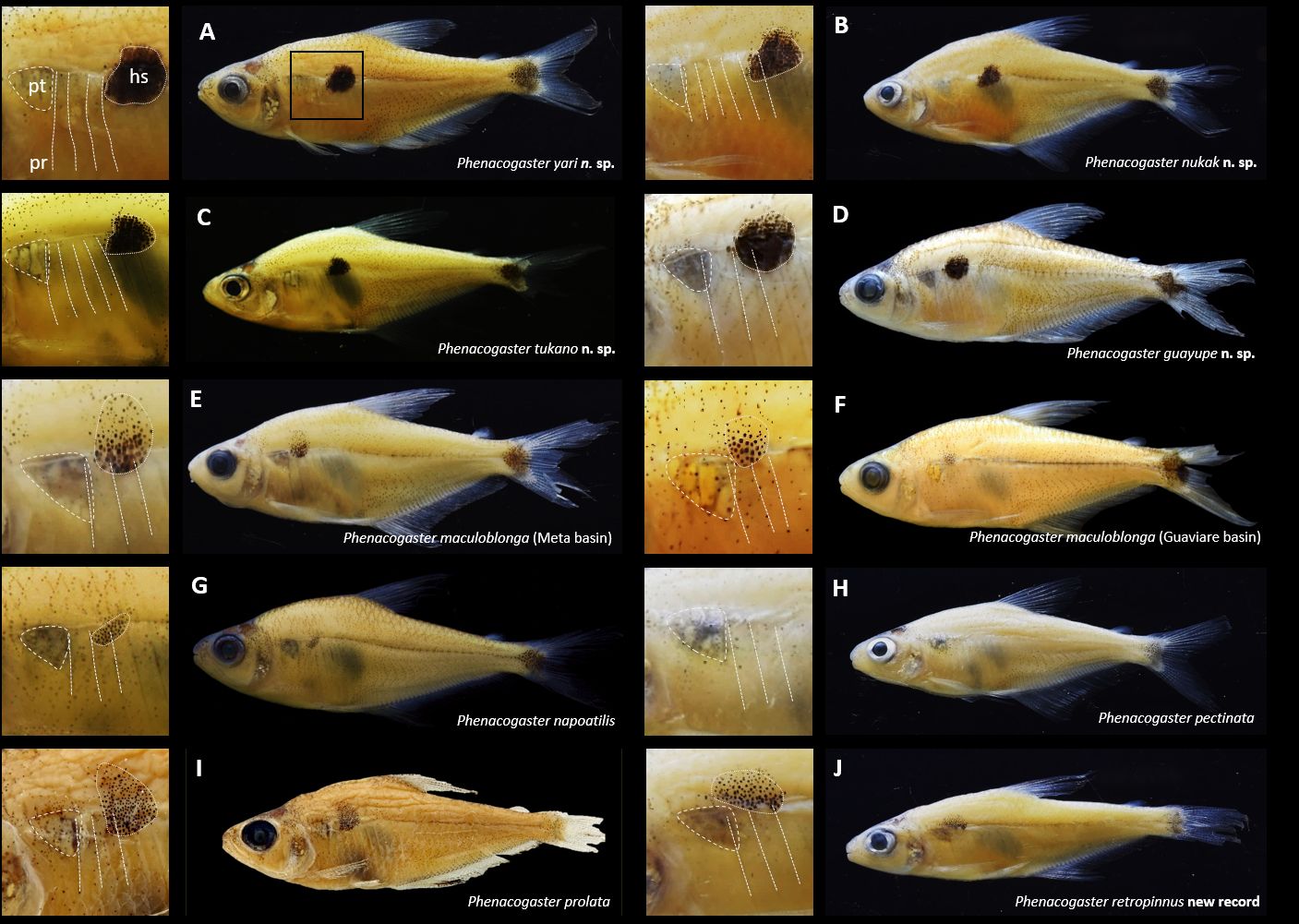 expedicion-peces-colombia-phenacogaster-ueb