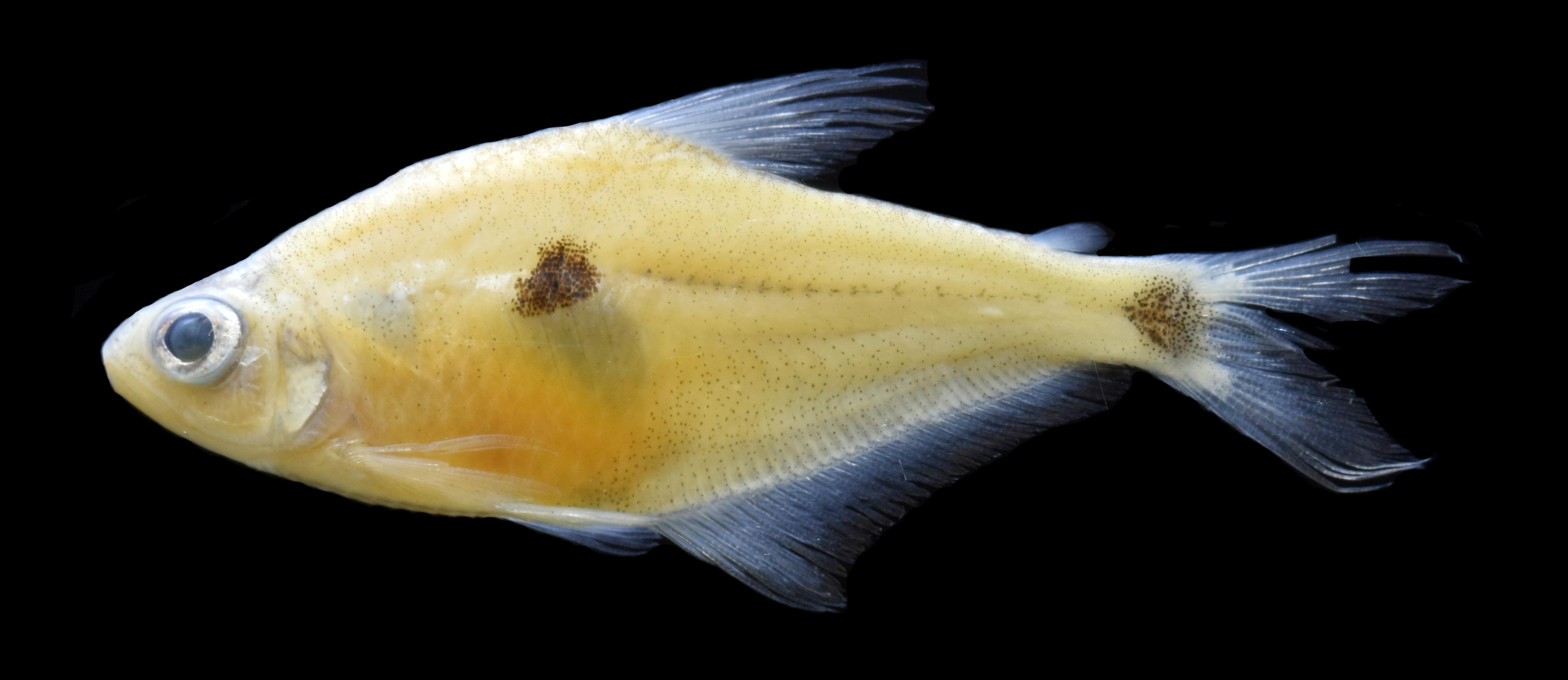 phenacogaster-nukak-peces-amazonia-colombia-ueb